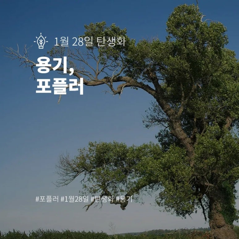 포플러(poplar) 이미지