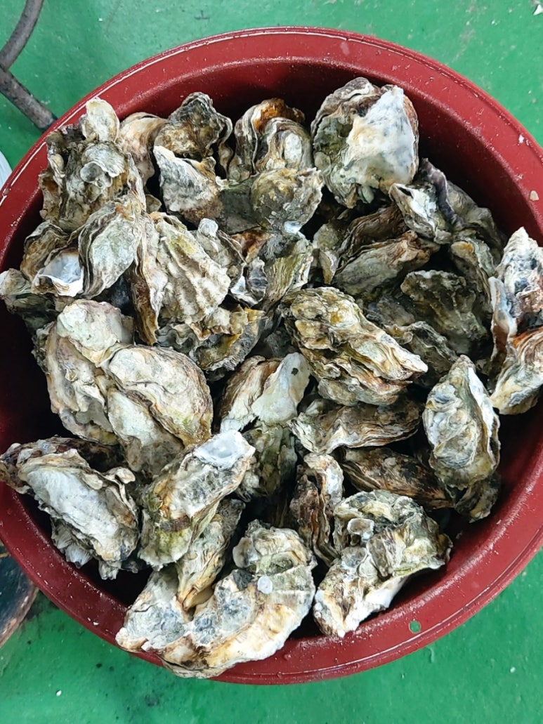 축제자연산석화구이 이미지