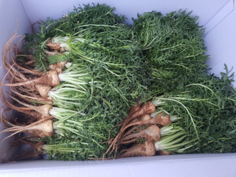 꼬치주까 이미지
