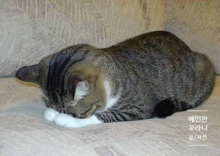 고목림 이미지