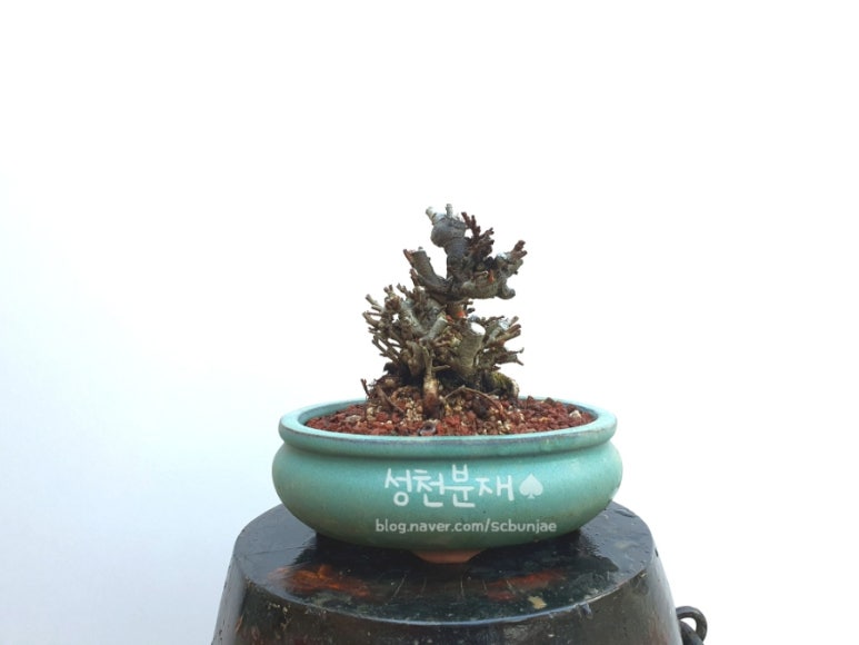 성천분재 이미지