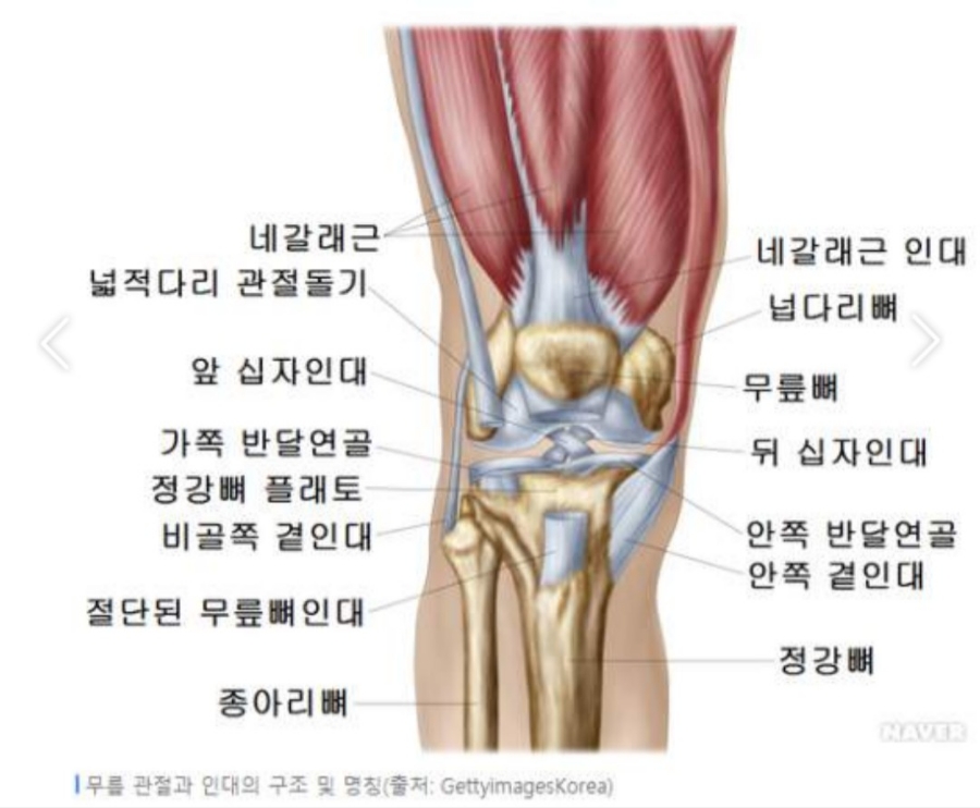 힘줄 이미지