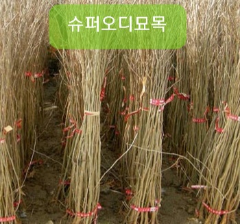 용문슈퍼 이미지