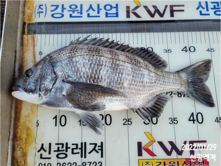 오비도낚시 이미지
