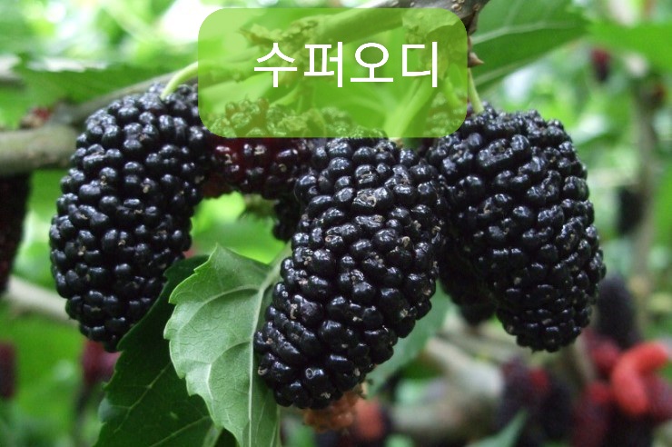 용문슈퍼 이미지