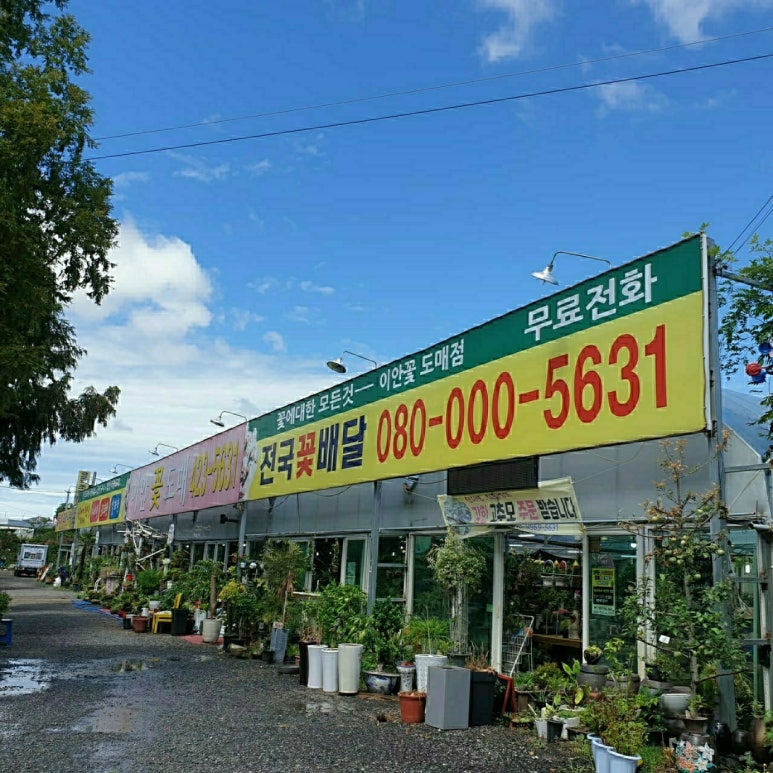 이안전 이미지