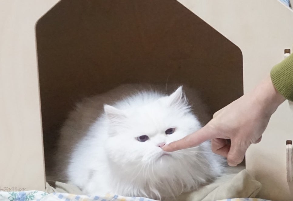 어서오삼불고기 이미지