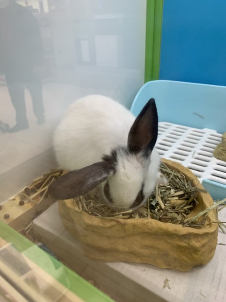 오푸푸 이미지