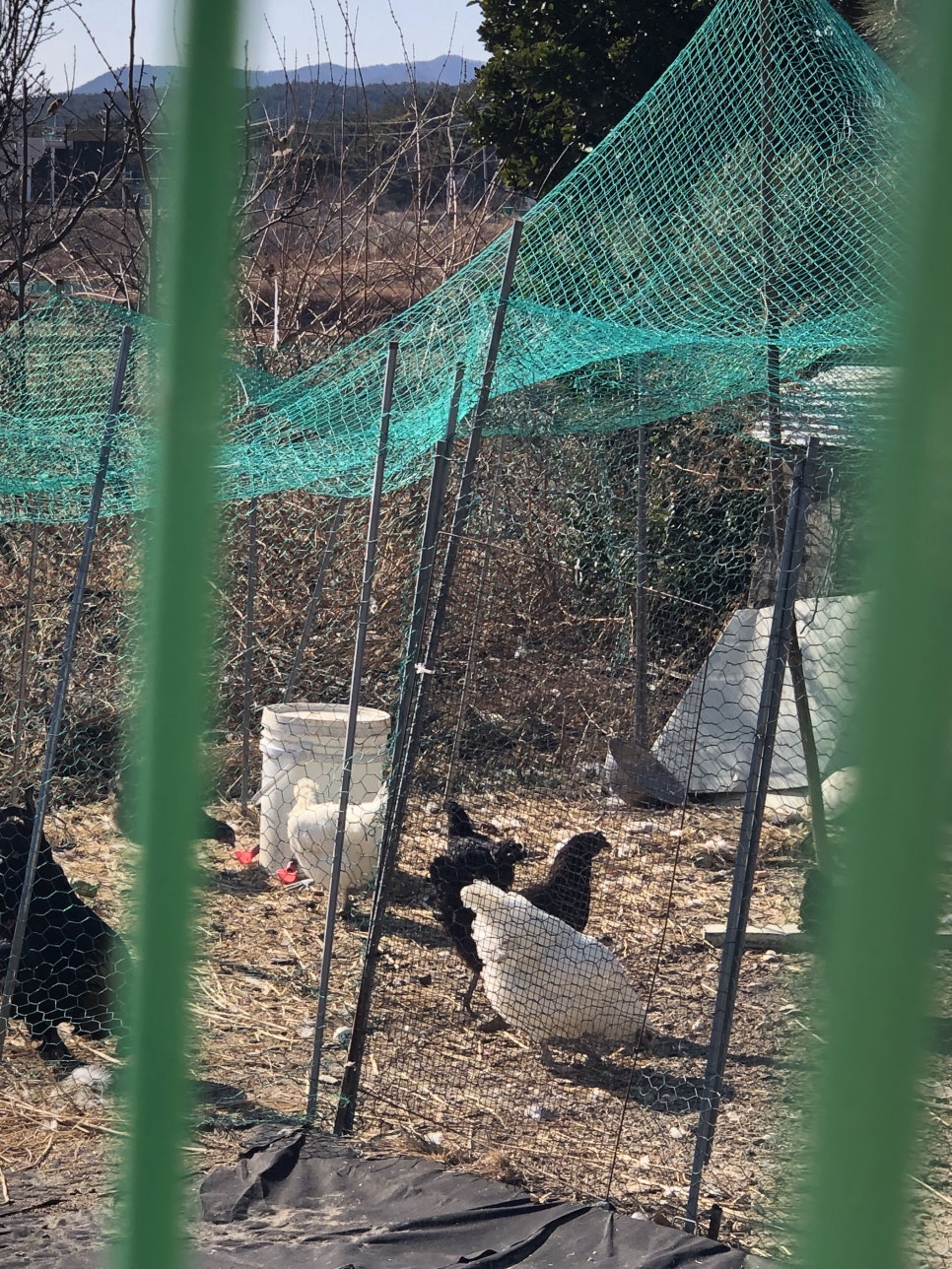 동댕이네 이미지
