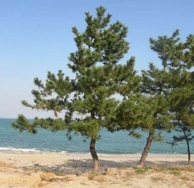 경산에조경농원 이미지