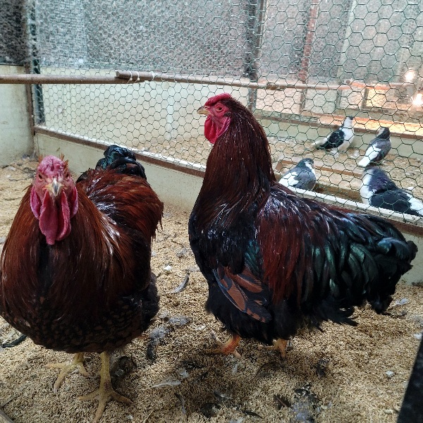 블랙닷 이미지