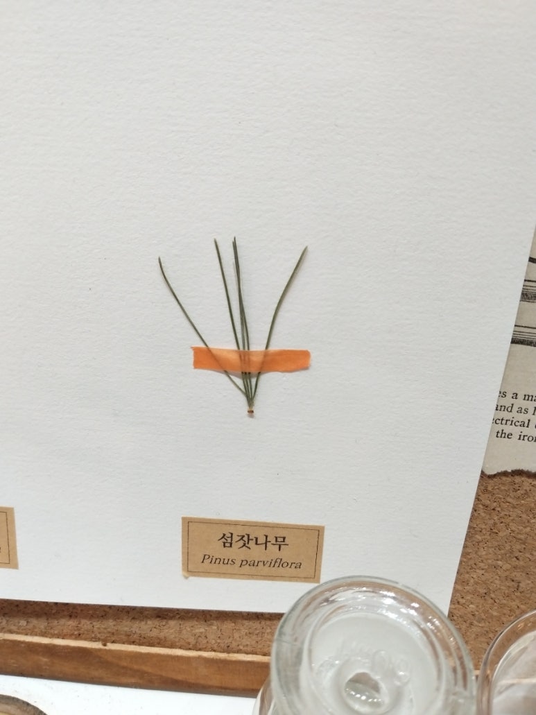 식물가 이미지