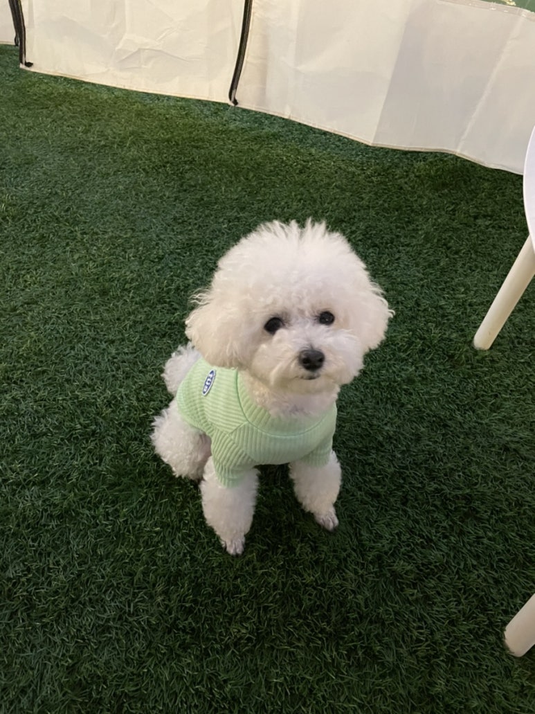 댕스크림 이미지