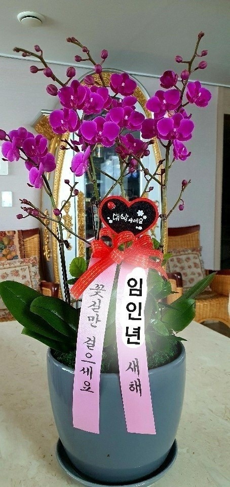대지샾 이미지
