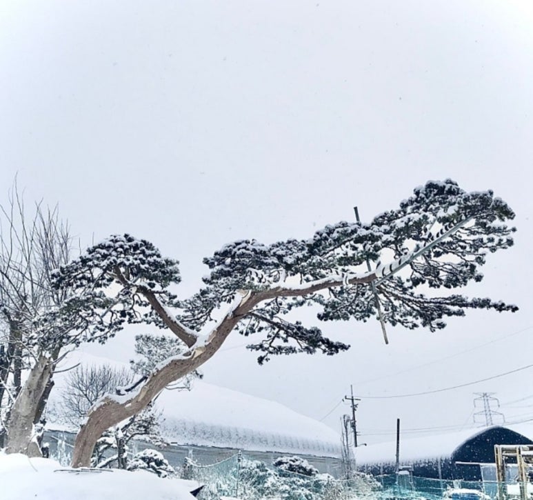 수지원 이미지