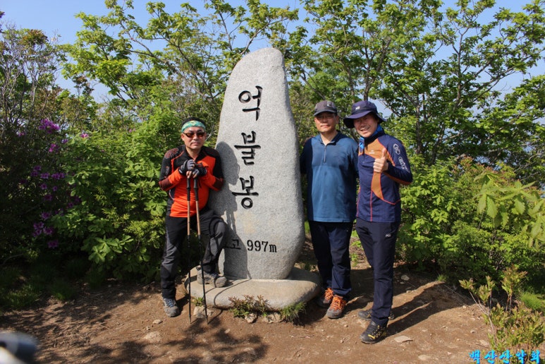 꽃잎하나 이미지