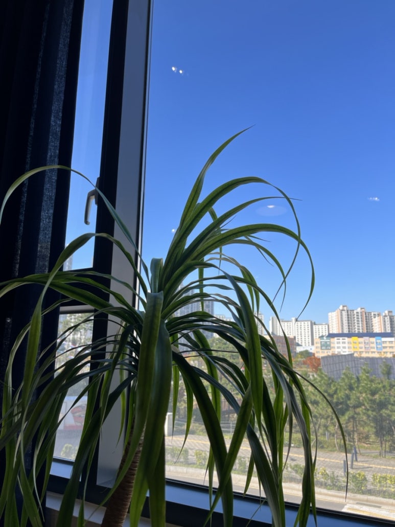 보다브라세리 이미지