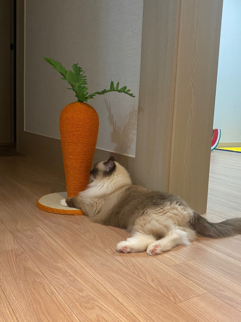 리보클로젯 이미지