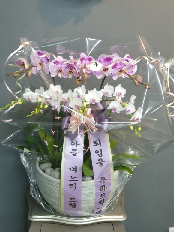 뮤리엘플레르 이미지