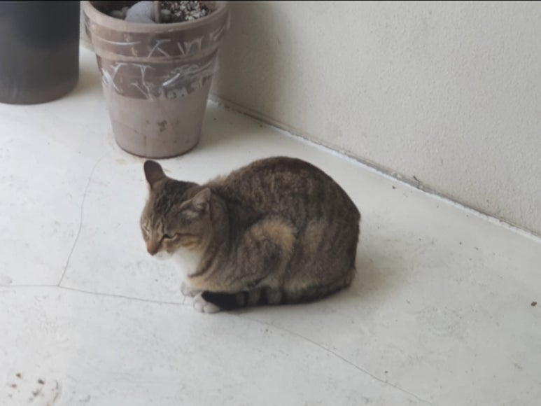 르포닐에이엠 이미지