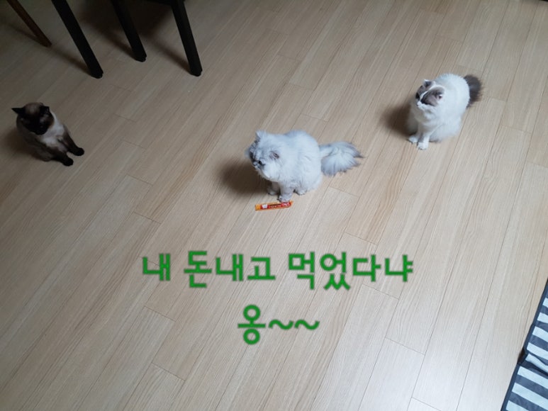예가참치 이미지