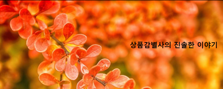 꿀리 이미지