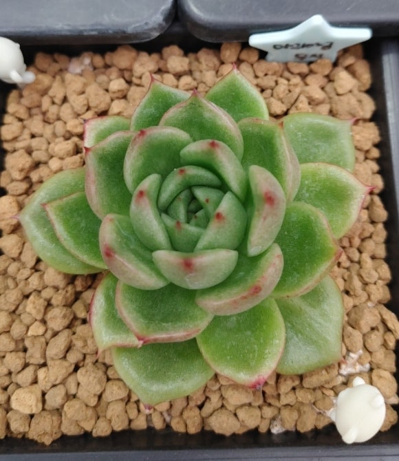 마리다육 이미지