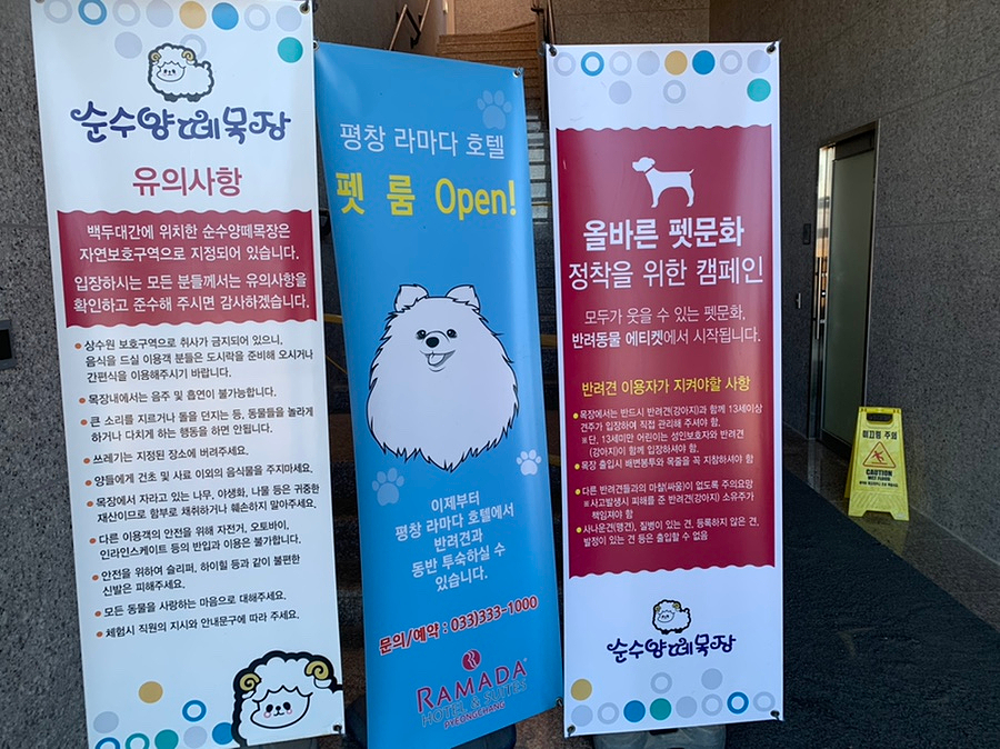 법인대관령순수양떼목장 이미지