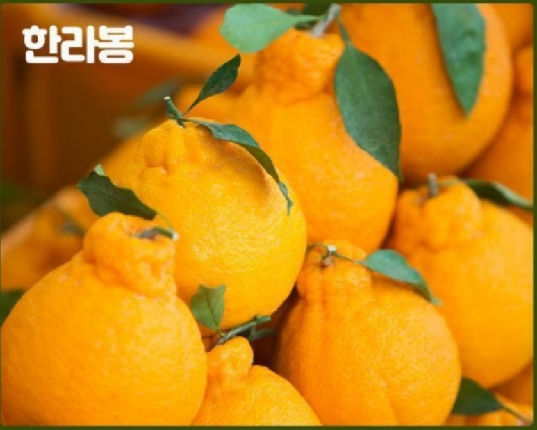 황금향 이미지