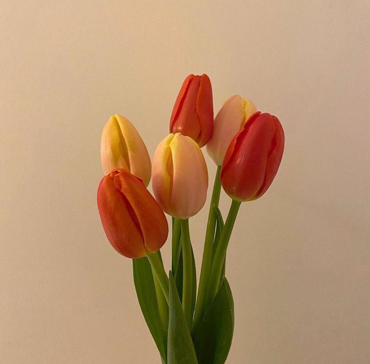 꽃꿈 이미지