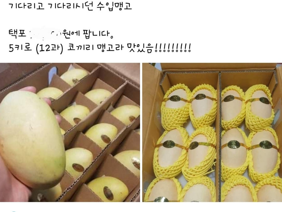 판다진 이미지