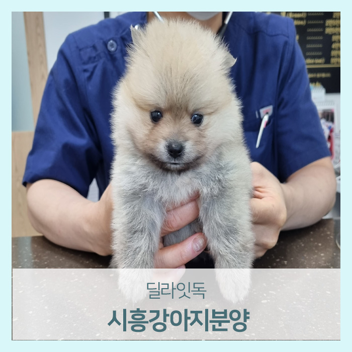 딜라잇비 이미지