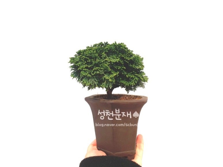 성천분재 이미지