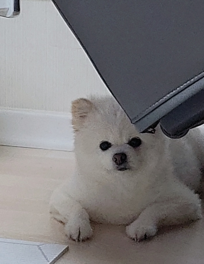 강두부 이미지