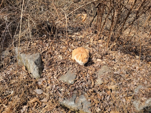 서울한우곰탕 이미지