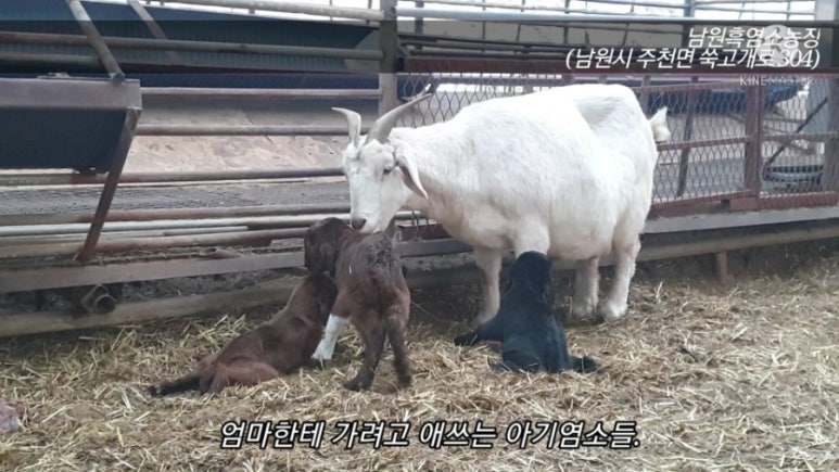 쌍둥이흑염소 이미지