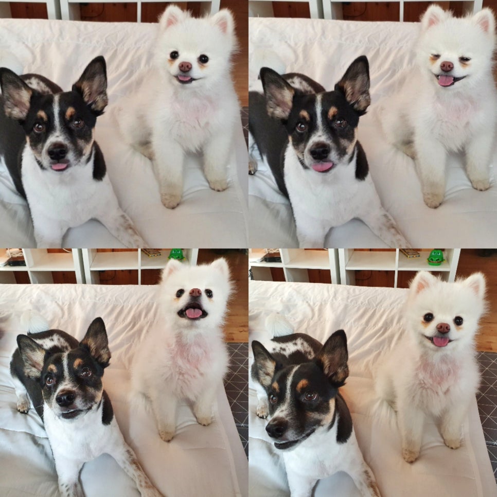 보헤미안애견펜션 이미지