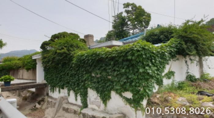 고양제비 이미지