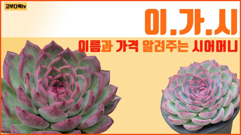 샤론꽃농장 이미지