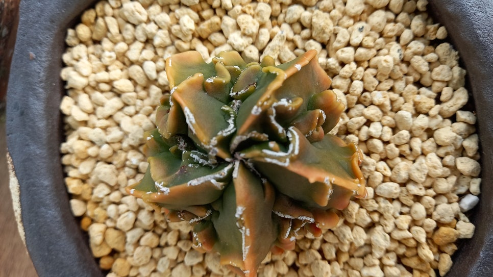 마실다육 이미지