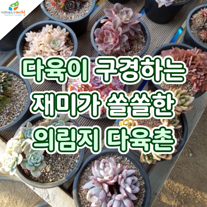 다육촌 이미지