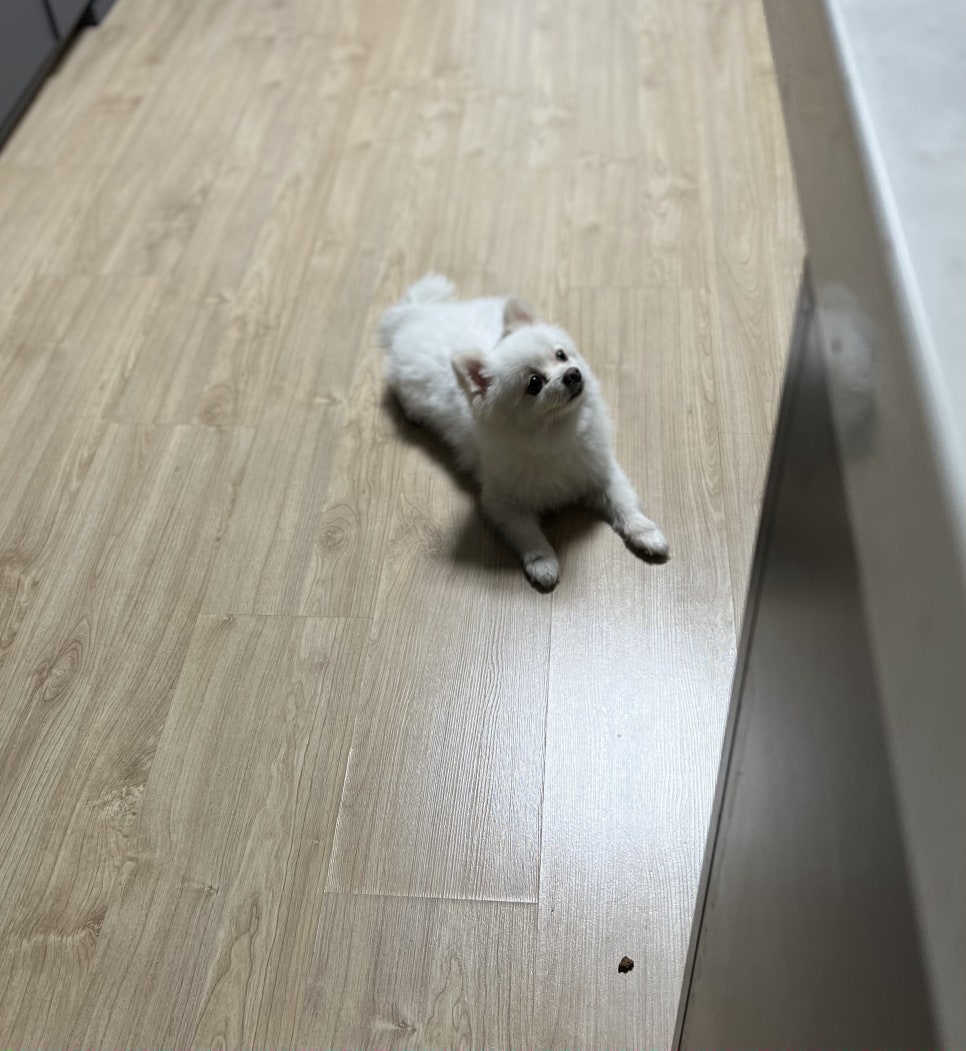 신난향꿀짜장 이미지