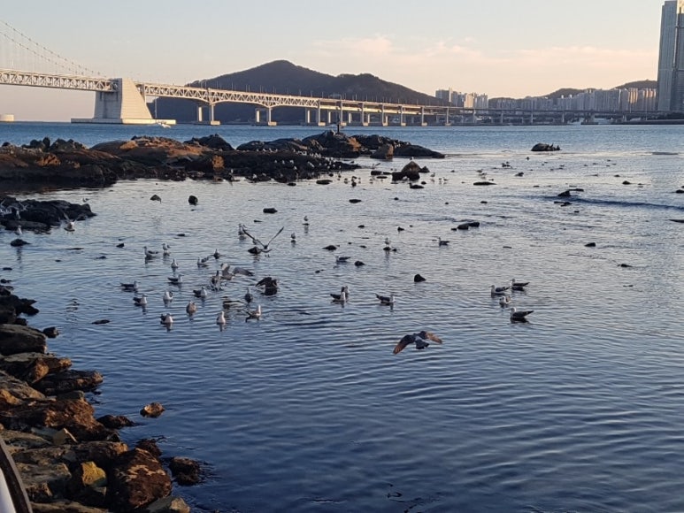 꽁다리김밥 이미지