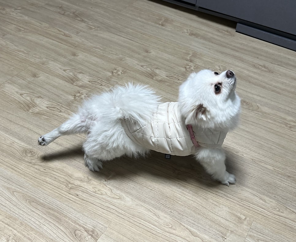 신난향꿀짜장 이미지