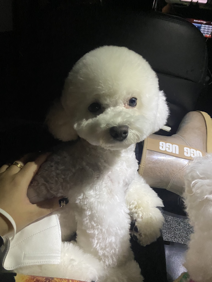 러블리독스 이미지