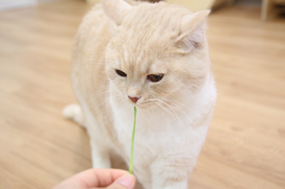 캣츠호텔 이미지