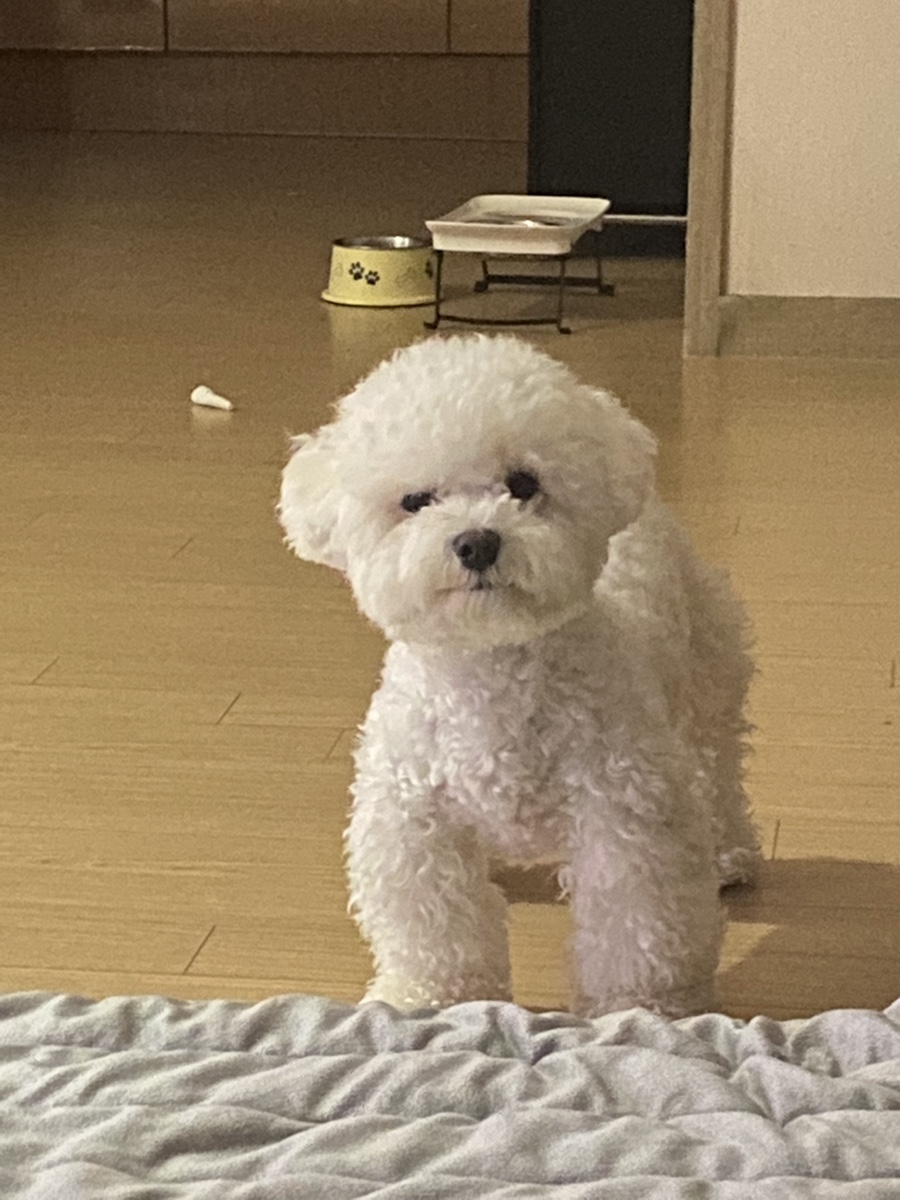 러블리독스 이미지
