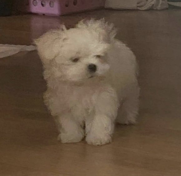 에코레 이미지