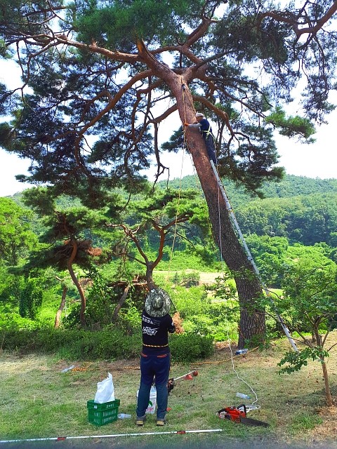 쓰러진 고사목 이미지