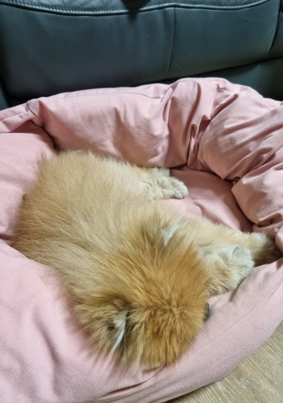 잠솔 이미지